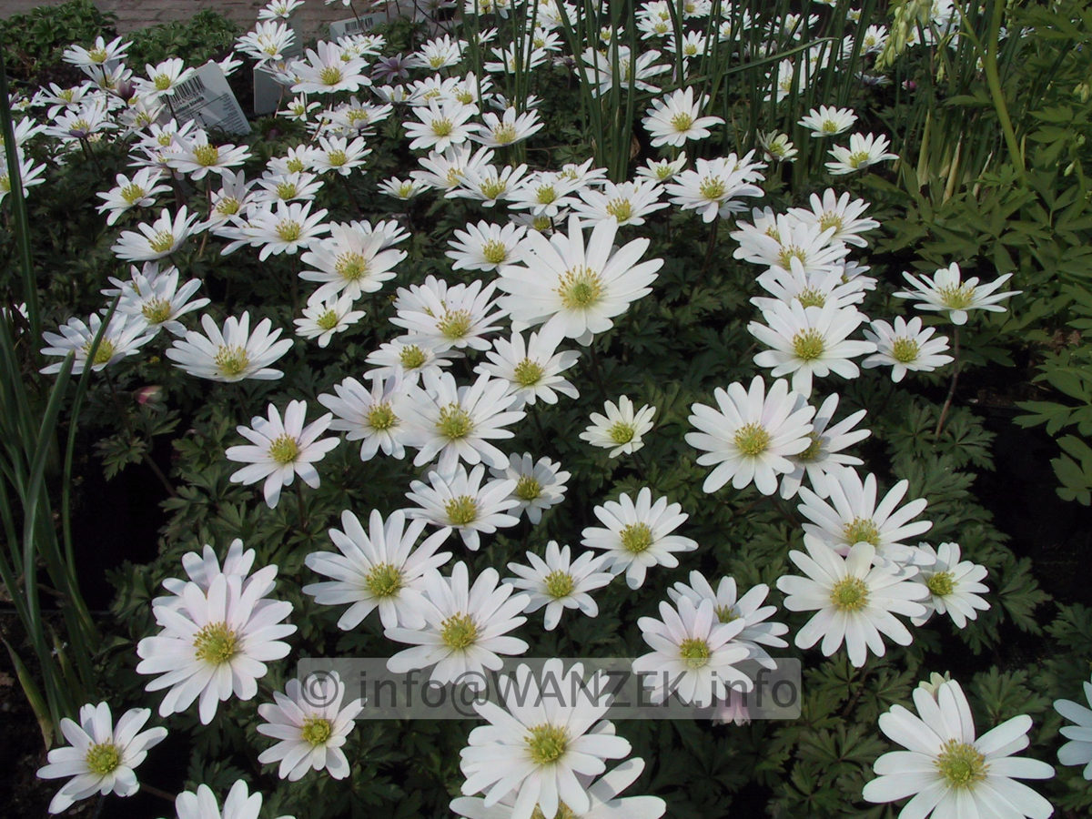 Anemone blanda White Splendour 03.JPG